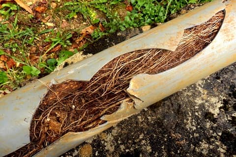 blocked drains by tree root